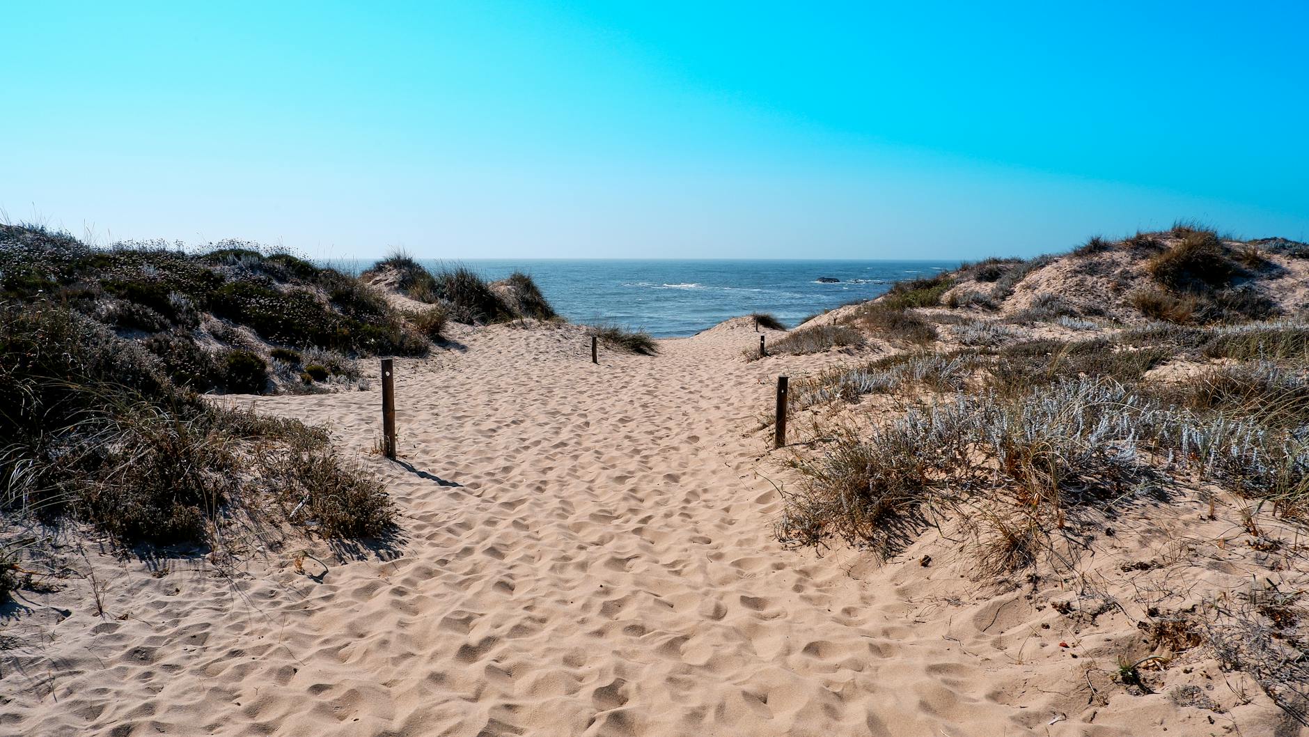 Piaszczysta ścieżka przez wydmy prowadząca do oceanu w słoneczny dzień